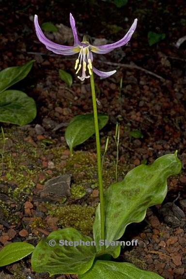 erythronium revolutum 1 graphic